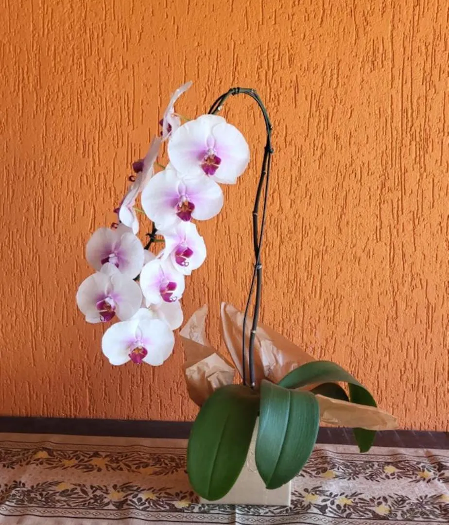 Homestay Villa Marie Guest House Armacao dos Buzios